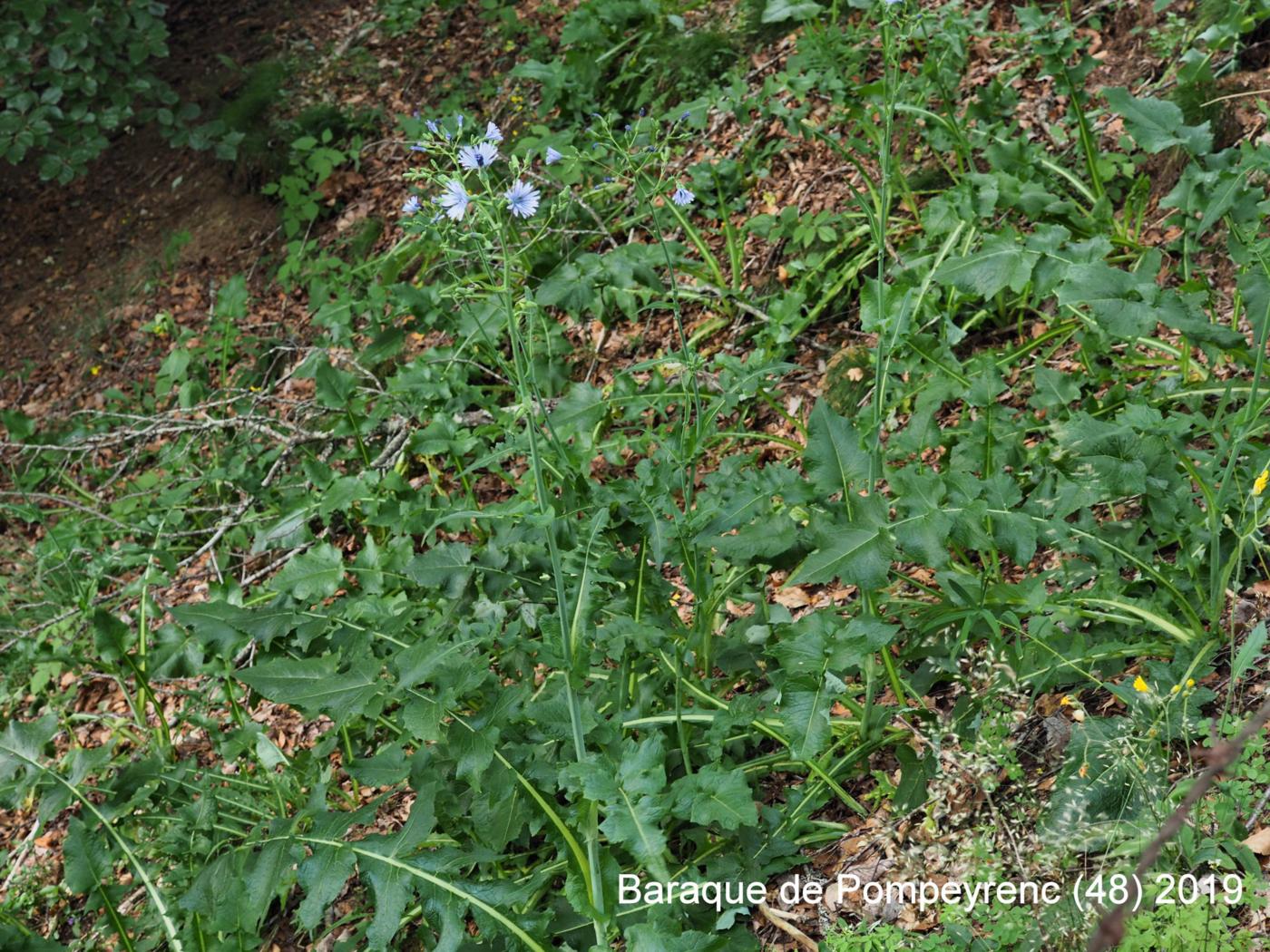 Blue-Sow-Thistle, Hailess plant